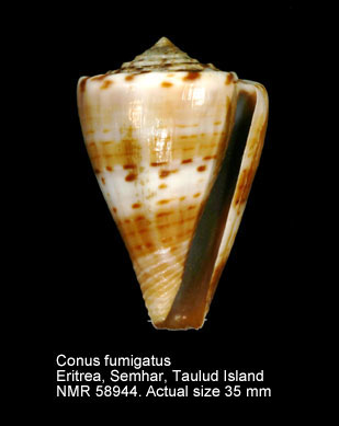 Conus fumigatus.jpg - Conus fumigatusHwass,1792